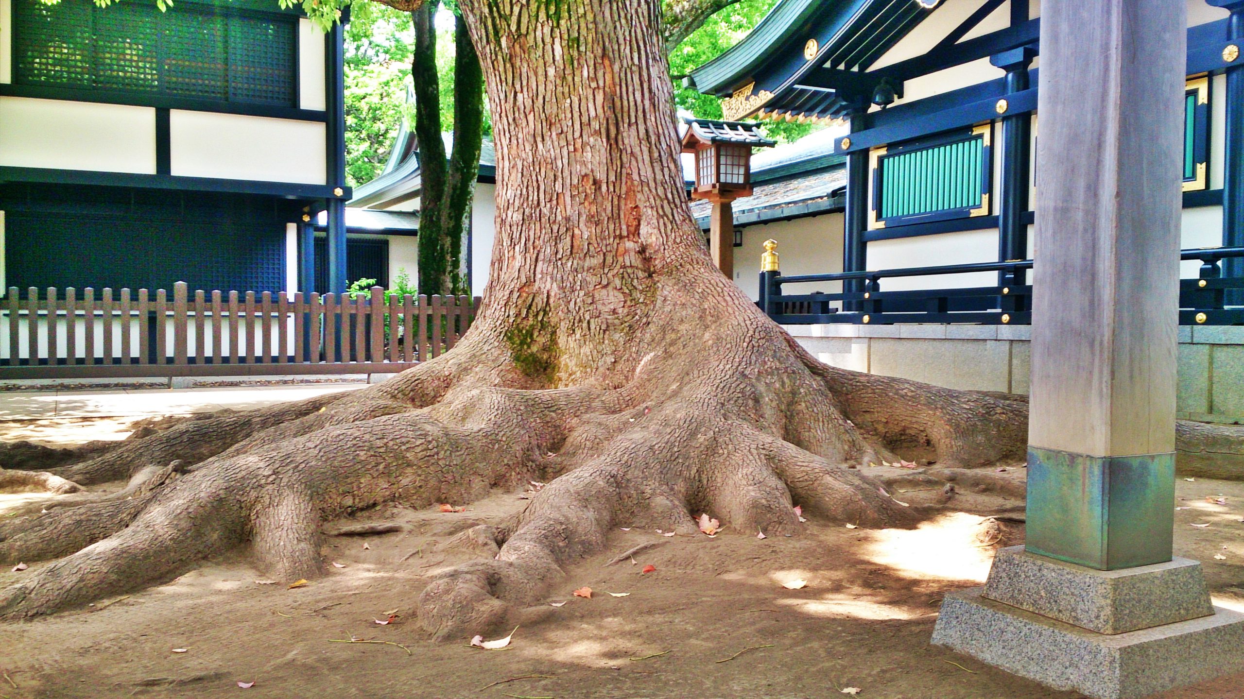 穴八幡宮のご本殿の前の神木 穴八幡宮のご本殿の前の神木