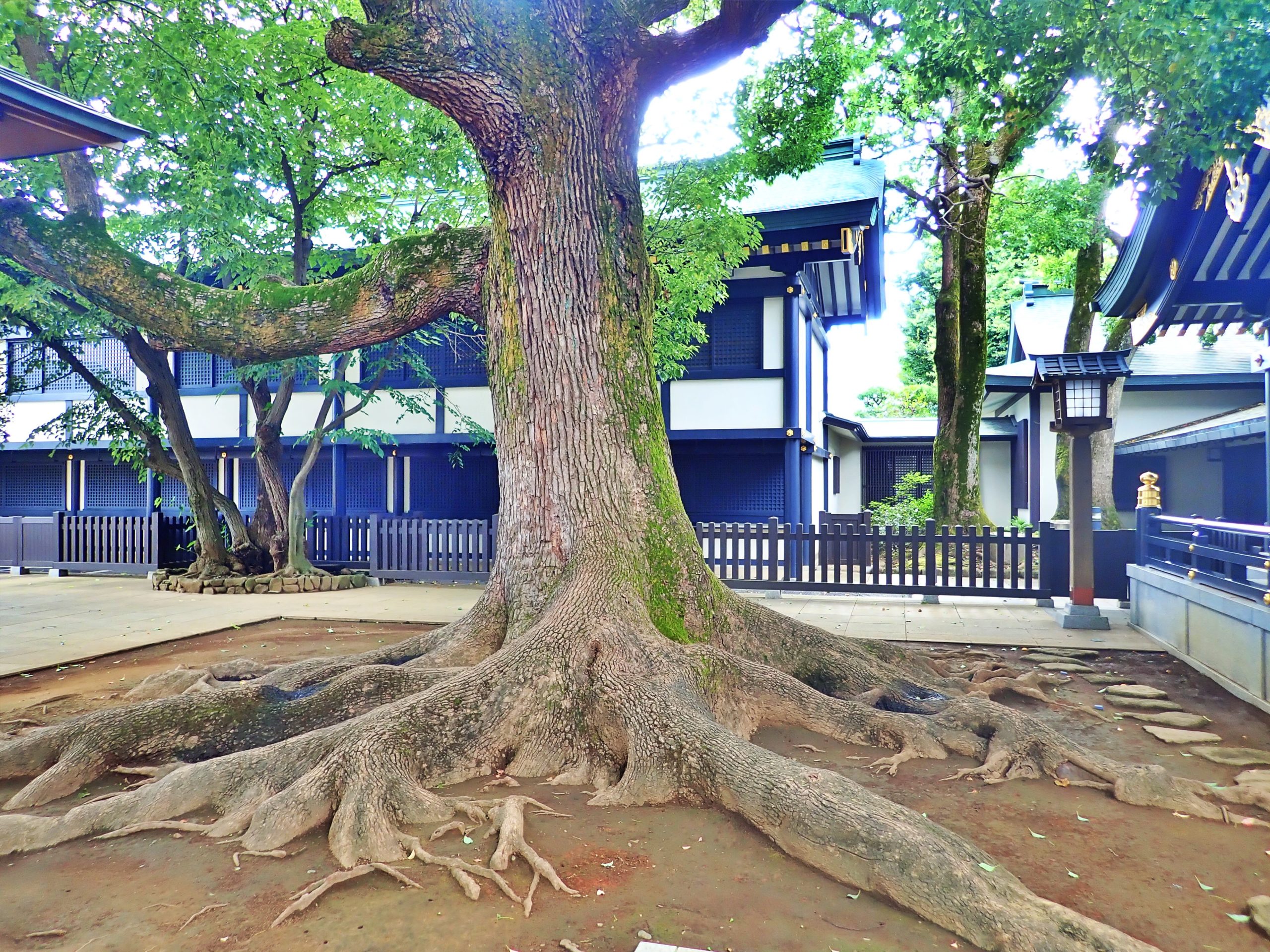 穴八幡宮のご本殿の前の神木 穴八幡宮のご本殿の前の神木