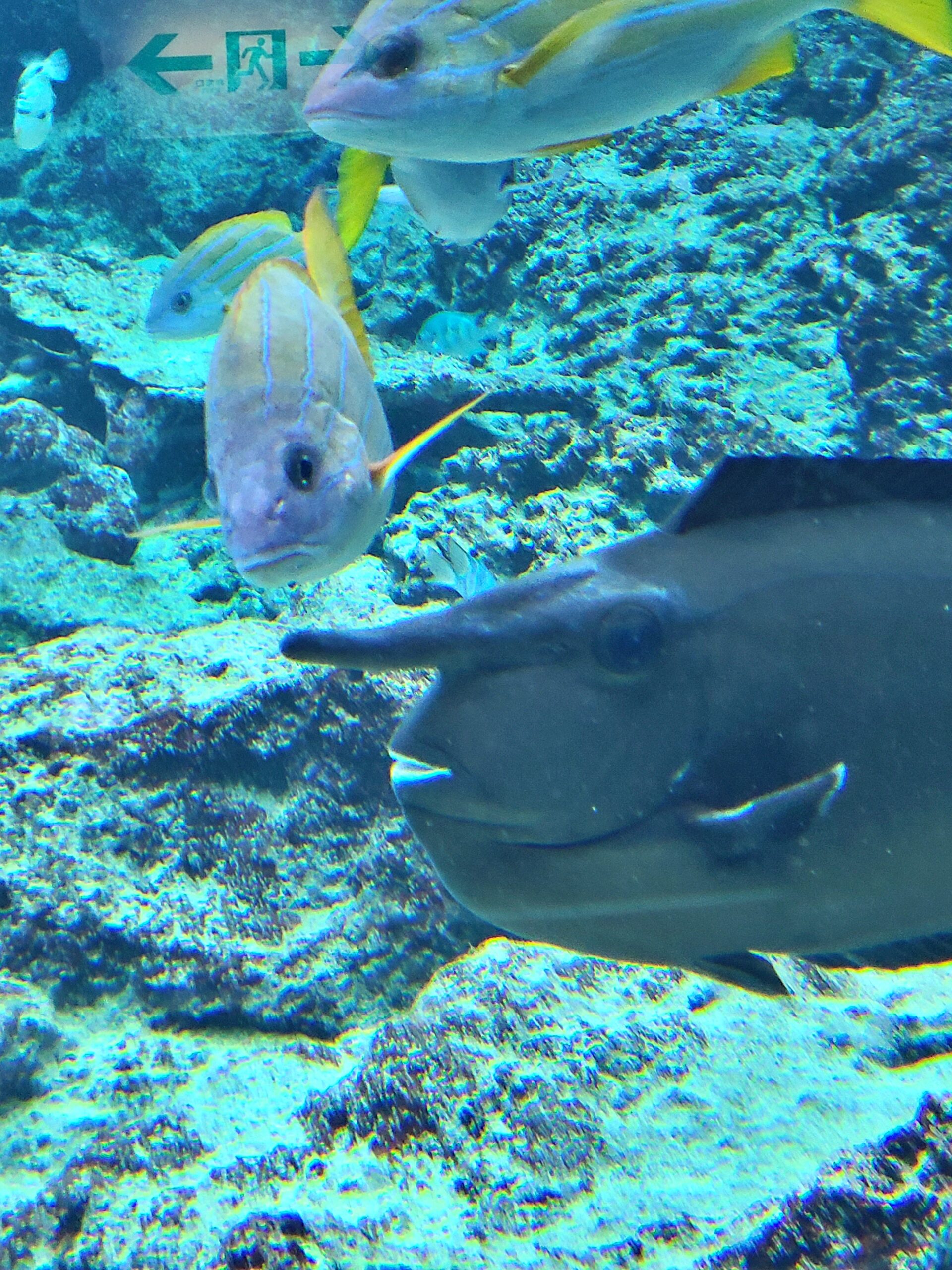 美ら海水族館