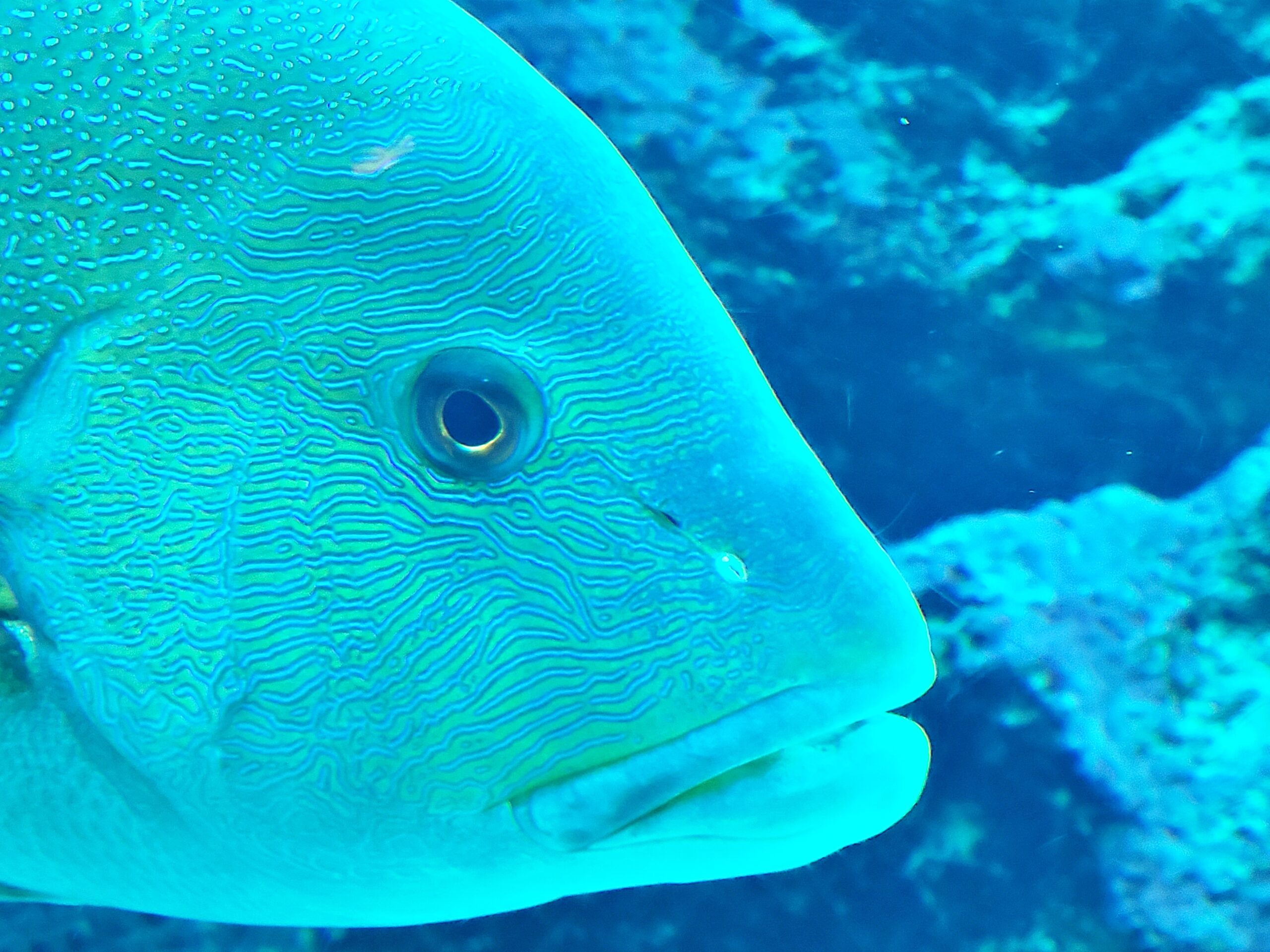 美ら海水族館