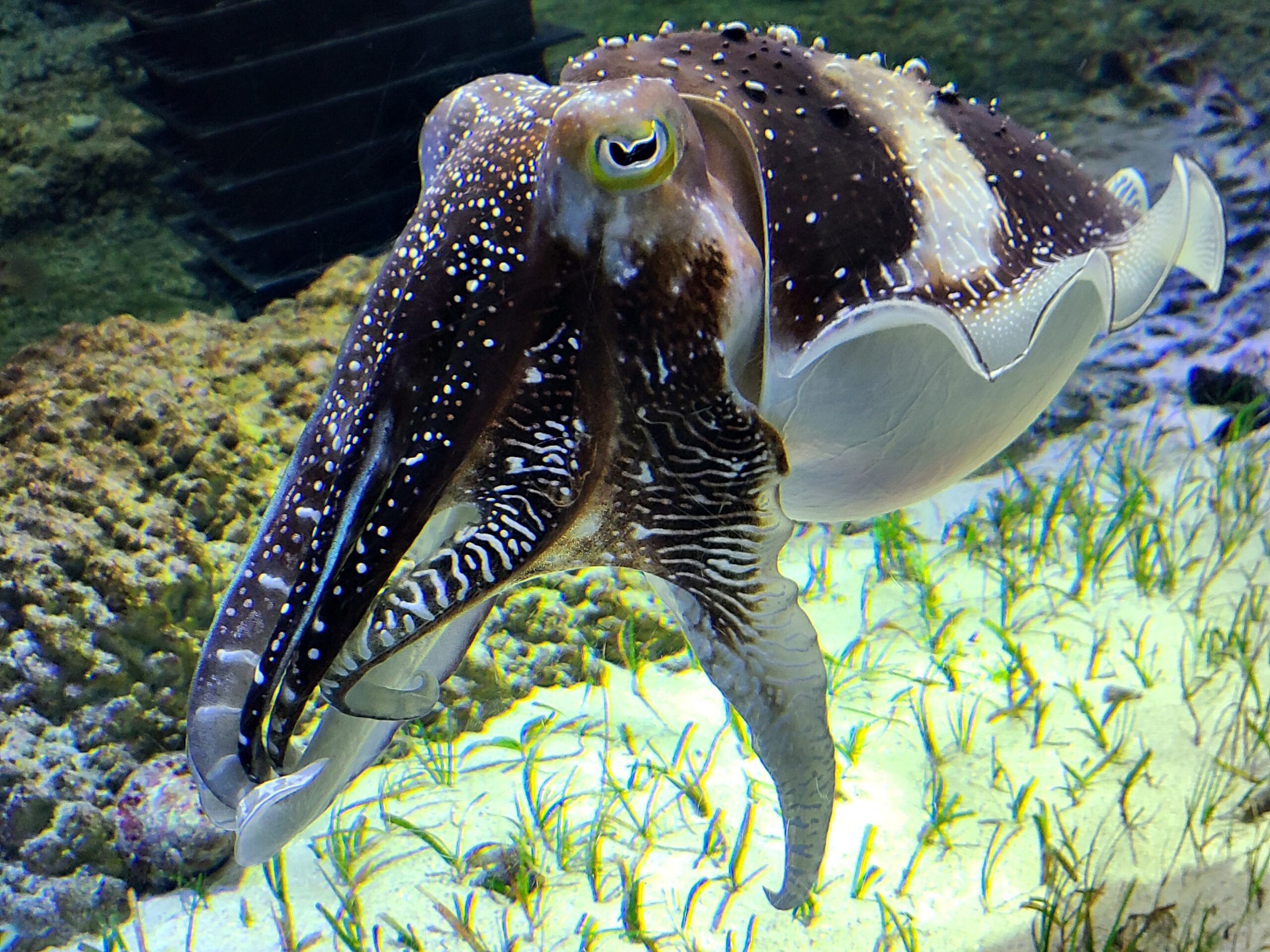 美ら海水族館