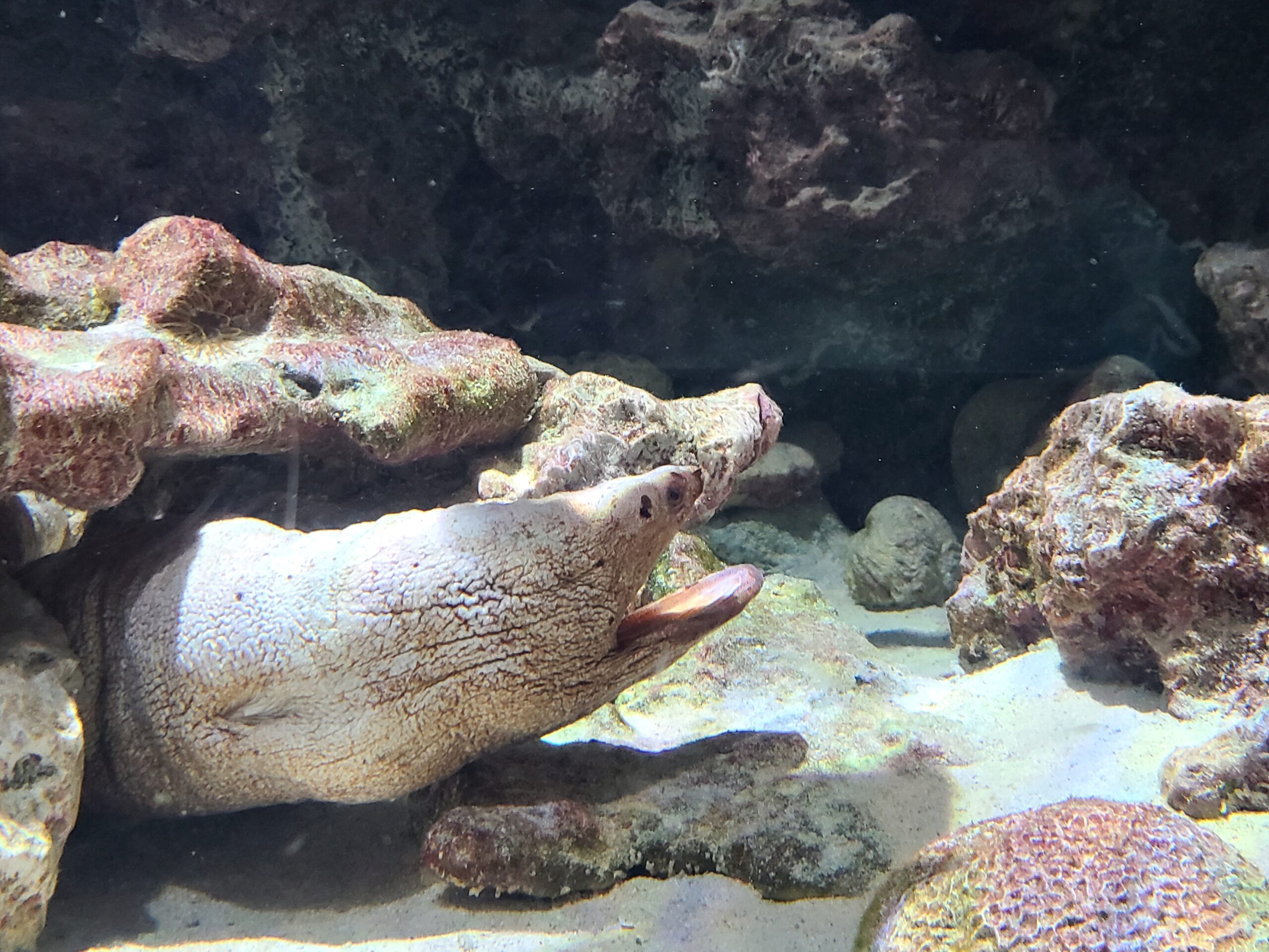 美ら海水族館