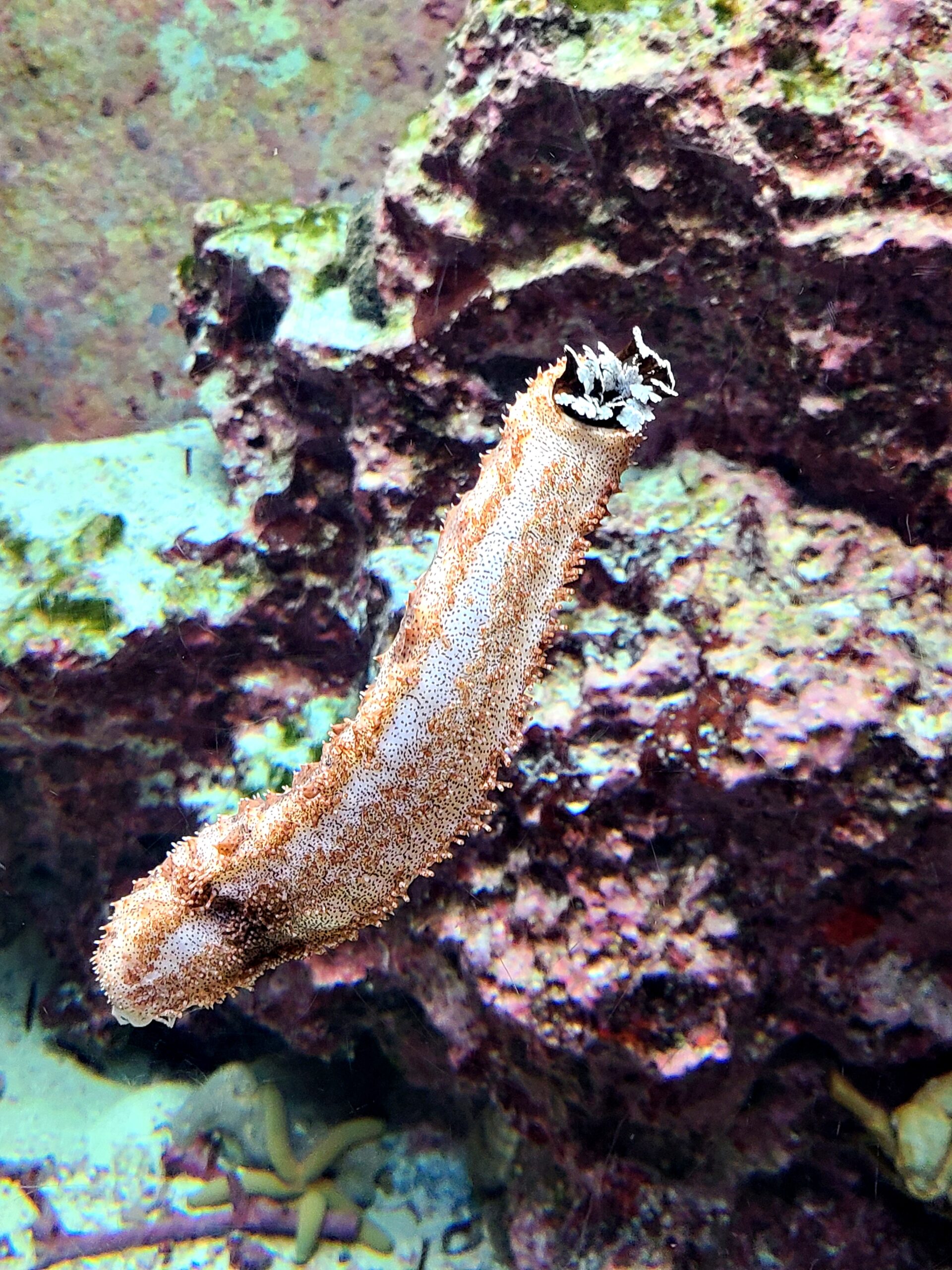 美ら海水族館