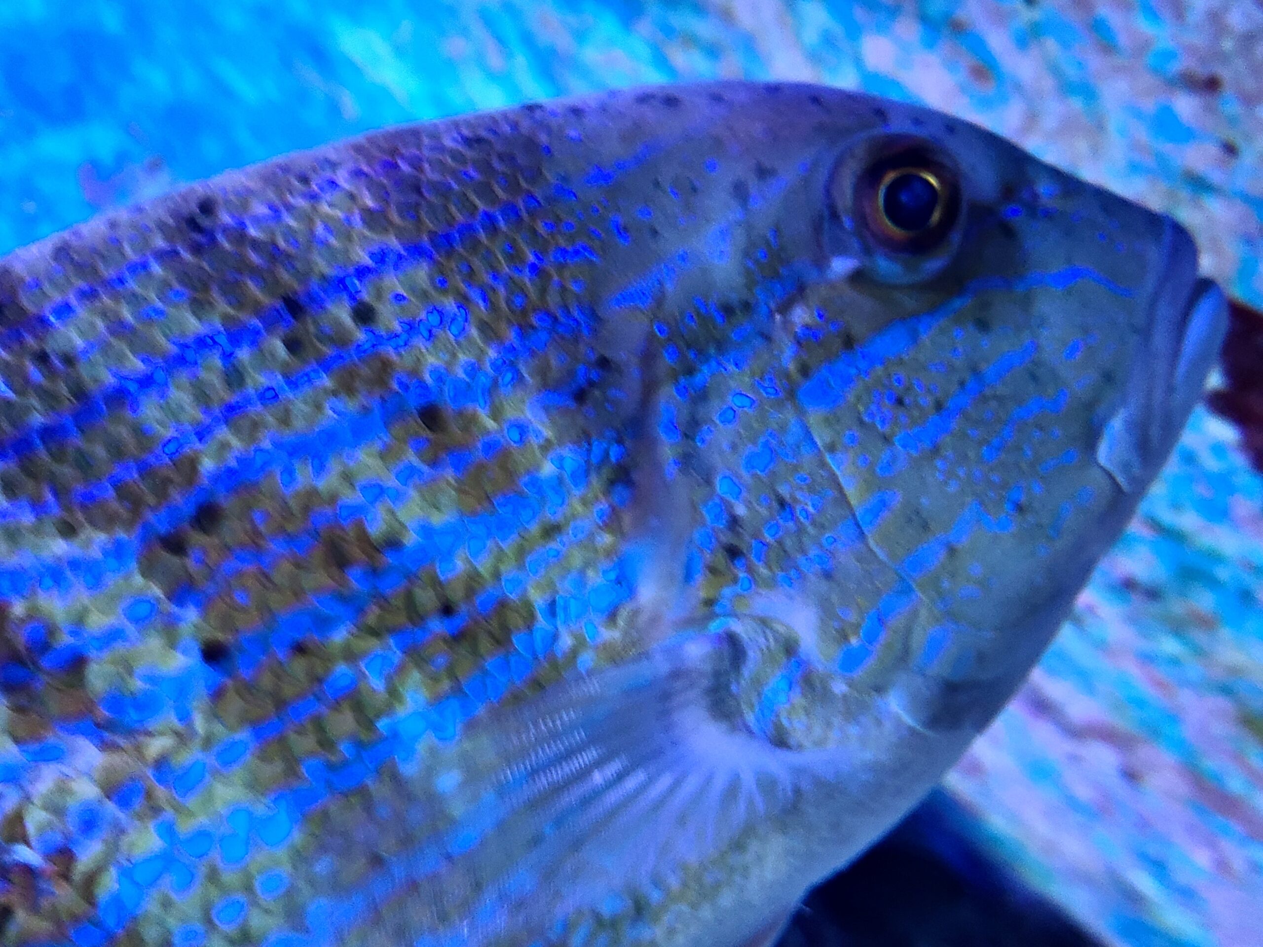 美ら海水族館