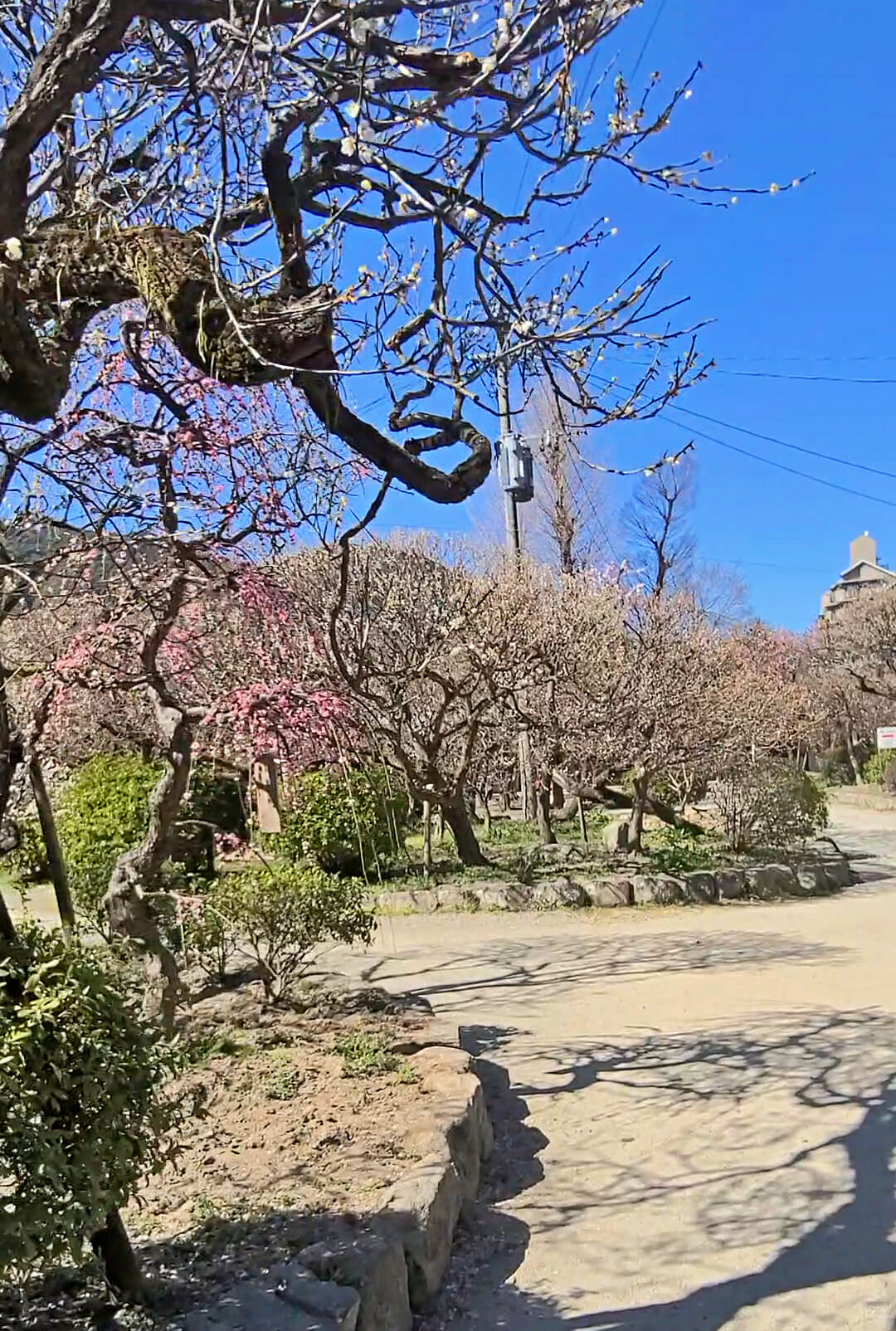 太宰府天満宮の梅園